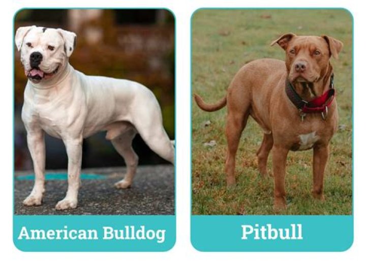 American Bully XL vs Pitbull: Unveiling the Real Differences - SarkariResult