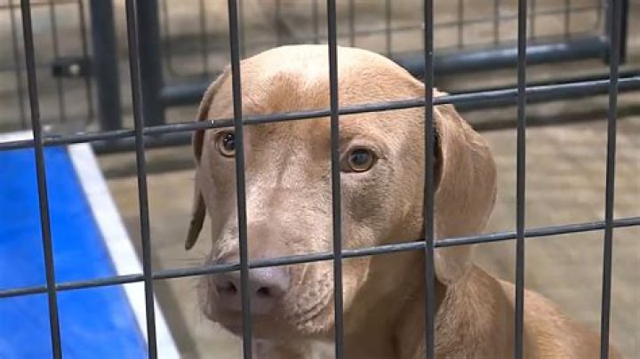 Anna Ray Arrested For Animal Cruelty On Multiple Counts