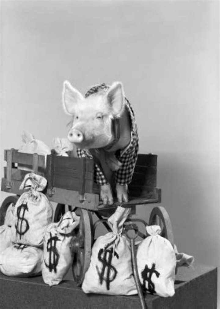 Arnold the Piggy Net Worth