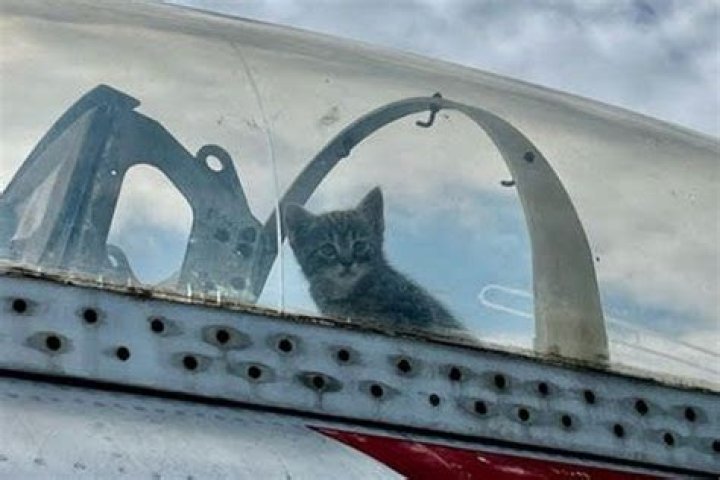 
Aviation Museum Discovers Litter of Kittens Born in Historic Plane and Helps Rescue the Cats 