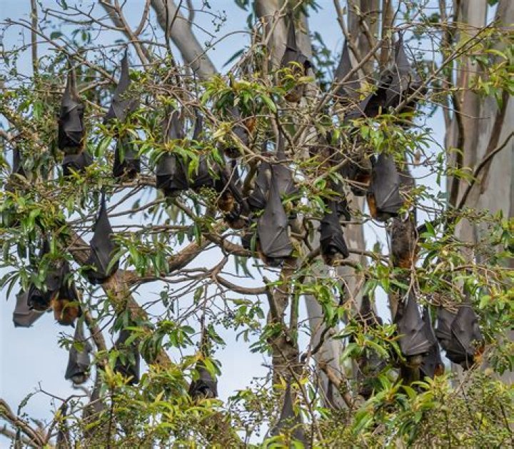 Brian Landry Caught Hanging In A Tree – Is He Dead Or Still Alive?