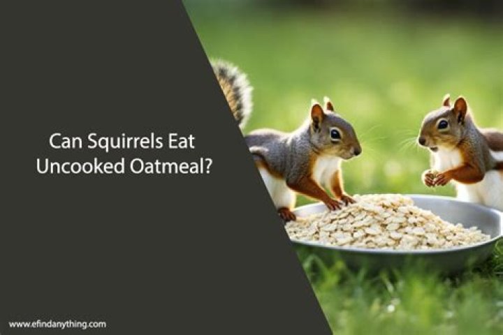 Can squirrels eat uncooked oatmeal