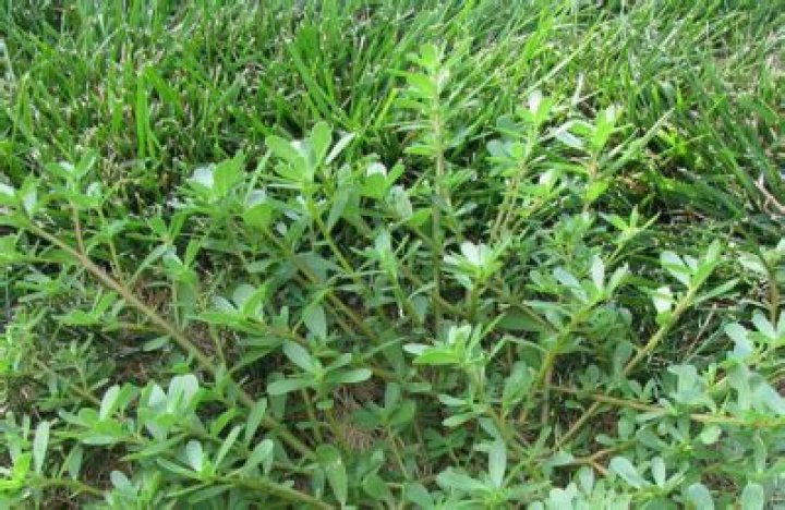 Common Nigerian Weeds & their Botanical Names
