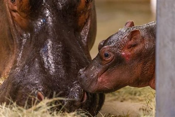 
Dallas Zoo Welcomes ‘Much-Anticipated’ Baby Hippo: ‘We Are Thrilled’ 
