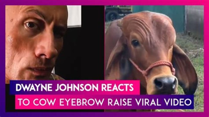 Dwayne Johnson Reacts Cow Doing His Iconic Smoulder- Eyebrow Raise Meme Explained