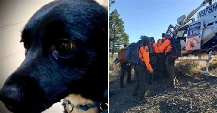 
‘Hero’ Border Collie leads rescuers to owner, 53, who fell 70 ft off ridge in remote part of Tahoe Forest 