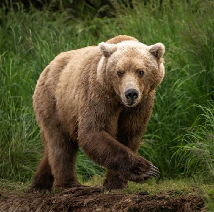 
Man Survives Bear Attack — the Second in a Colorado Town in Less Than 2 Months 