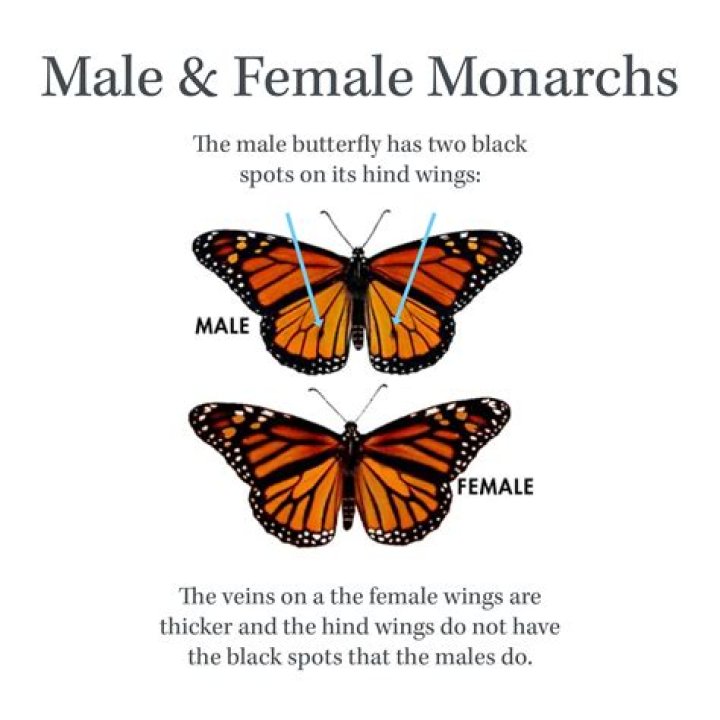 
‘Monarch’ Is Larger-Than-Life, but Is It Based in Reality? 