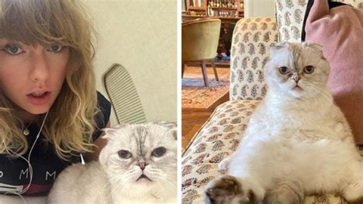 
Taylor Swift’s Cat Olivia Benson Is Reportedly Worth $97 Million 