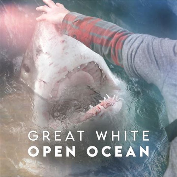 What Happened To Jimi Partington? Facts About CNN Great White Open Ocean Shark Expert