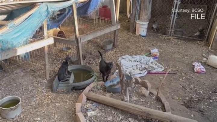 
Who Is James Nix From Florida? Man Arrested For Killing A Rooster Charged With Animal Cruelty 